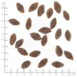 Wolfsblut Dog Alaska Salmon - łosoś i ryż 12,5kg - obrazek 4